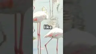 Did You Know That a Group of Flamingos Is Called a'Flamboyance'The Fascinating l  #shorts # ytshort