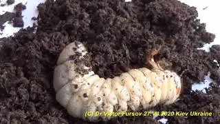 How to Feed & Breed Larva of Rhyno Beetle, Oryctes nasicornis (Scarabaeidae, Coleoptera)?