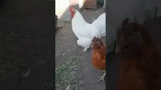 #chicken #sasso 🐔🐓🐔
