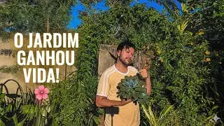 NOVAS PLANTAS NO JARDIM 🌱 | CRESCIMENTO, CUIDADOS E RESULTADOS