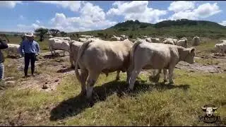 CÓMO TRAER UN SEMENTAL CHAROLAIS DESDE CANADÁ? Con Rancho Las Cuevas