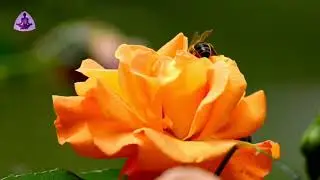 Dreamland Mind Relaxing Piano Music , #Meditation  #Sleeping #Study #Soothing Meditation Club
