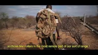 A collaring mission