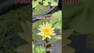 Yellow suwana #tropical #flowers #waterlily #waterplants #youtube
