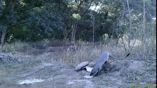 egyptian mongoose