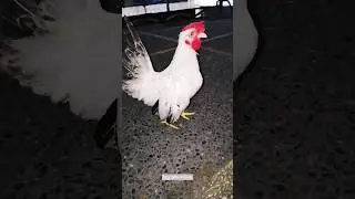 ang aking unang rooster chabo chicken name sun goko🐓serama&chabo chicken #cute #chicken #tiny #yt