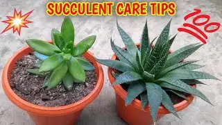 Most Important Care Tips For Succulent plants (IN HINDI) How To Water Succulents