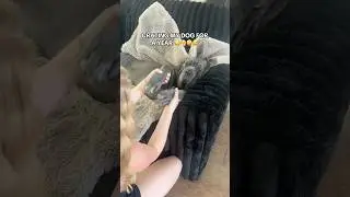 Вот что я узнала, проведя целый год в клетке со своим 54-килограммовым неаполитанским мастифом ✨ ...