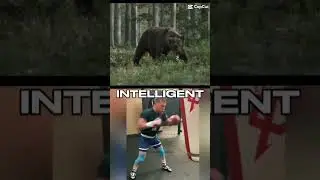 Grizzly bear vs Peak Human