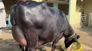Buffalo for sale in Punjab Pakistan khubsurat  second timer/5/12/2025