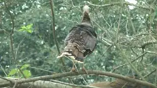Turkey\火鸡