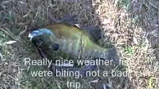 COAF Field Team Report - May 15, 2011