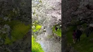Travel Japan |📍 Shingashi River, Kawagoe, Saitama, Japan #shorts #travel #japan