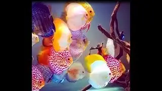 Gorgeous Discus Collection with an awesome Variety of different Strains ❤️❤️