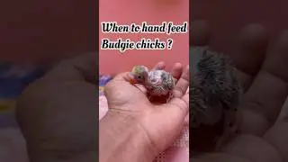 Hand feeding budgie guide.#budgie_videos #handfeedingbirds #budgiecolony