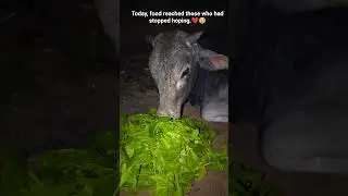 Feeding the Forgotten: A Moment of Pure Humanity ❤️#shorts #short #viral #trending #youtubeshorts