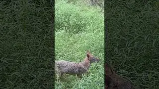 Coyote sees then avoids trail camera #urbanwildlife #cameratrap #trailcam