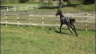 Falco's Spotted Victor Registered Friesian Sport Horse Weanling Colt For Sale