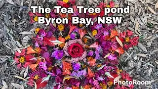 The Tea Tree Pond
