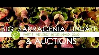 BIG SARRACENIA UPDATE - PART 1  e CHIUSURA ASTE