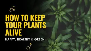 How to Keep Your Plants Alive & Thriving | Easy Plant Care Tips for Beginners