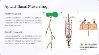 Polar Auxin Transport: The Key to Plant Growth Mini-Lecture