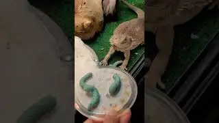 Bearded dragon eating hornworms. #shorts #kugmoandmekoo #beardeddragon #youtube
