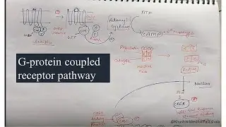 GPCR cell signalling : CSIR NET/ GATE