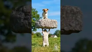 Why You Won't Believe This Cute Rabbit's Amazing Stone Balancing Skill  #funny #animation #ytshorts