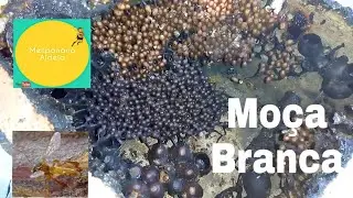 Divisão de Moça branca (Friseomelitta, Doederleine).
