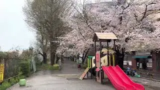 Cherry Blossoms in Ichigaya Tokyo