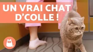 Pourquoi mon chat me SUIT PARTOUT ? 🐱🐾 6 RAISONS