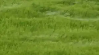 OUR CORNFIELD MAKES WAVES