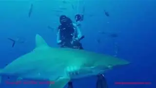 Silky shark with Planet Shark Divers Jupiter Fl