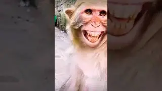 Laughing Monkey 🙈🙈 || #laughing #monkey #shorts #short #trending #viral #shortvideo