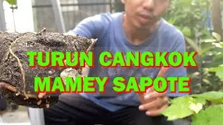 TIPS TURUN CANGKOK MAMEY SAPOTE