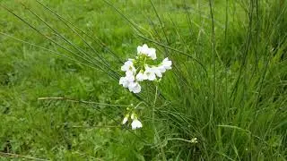 Cuckoo Flower - a wild edible too pretty to eat