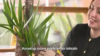 AVİZE ÇİÇEĞİ BİTKİ BAKIMI
