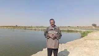 إستزراع سمكة القرموط-مشروع الاستزراع السمكي 