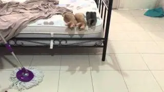 Video Lucu Kucing Ikut Ngepel di Rumah