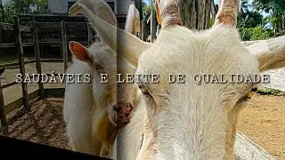 Vem Dronear Rural | Capril : Cabra Leiteira Saanen - Aprenda a  Criar