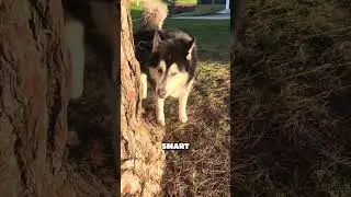 Они просто хотят, чтобы мы были с ними всю жизнь #видеоссобаками #жизньхаски #мамасобаки #любител...