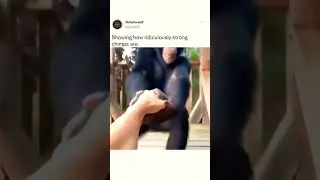 STRONG CHIMPANZEE Helps ROBOT in Need!