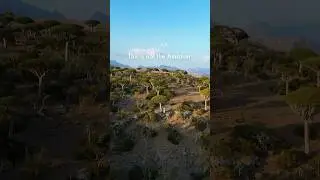 Socotra Island, Yemen. They allow only 3000 ppl a year. 🎥 @toursocotra #socotra #socotraisland
