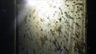 Light trap for insects
