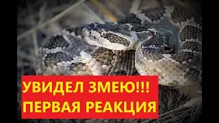 Змеи Флориды. Опасные и безвредные.