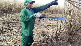 A produção no canavial cortador cortando cana