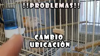 💥PROBLEMAS al Cambiar PÁJAROS de Ubicación