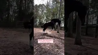 OTTB Turns Bucking Bronco