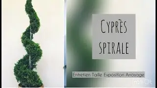 CYPRES SPIRALE OU L'ART DES TAILLES TOPIAIRES